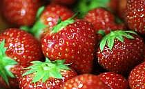 Erdbeeren (Archiv), über dts Nachrichtenagentur