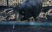 Angler Sattelschwein (Archiv), &uuml;ber dts Nachrichtenagentur