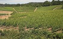 Weinberg (Archiv), über dts Nachrichtenagentur