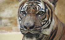 Malaysia-Tiger (Archiv), &uuml;ber dts Nachrichtenagentur