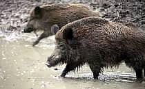 Wildschwein (Archiv), über dts Nachrichtenagentur
