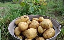 Geerntete Kartoffeln (Archiv), &uuml;ber dts Nachrichtenagentur