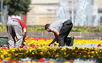 Gartenarbeiter auf einem Blumenbeet (Archiv), über dts Nachrichtenagentur
