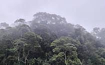 Brasilianischer Regenwald (Archiv), über dts Nachrichtenagentur