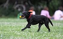 Hund (Archiv), über dts Nachrichtenagentur