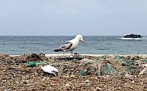 Möwe auf einem Müllhaufen am Meer, über dts Nachrichtenagentur