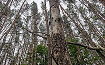 Wald (Archiv), über dts Nachrichtenagentur