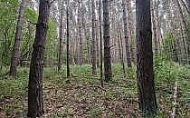 Wald (Archiv), &uuml;ber dts Nachrichtenagentur