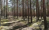 Wald (Archiv), &uuml;ber dts Nachrichtenagentur