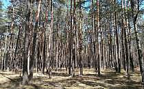 Wald (Archiv), über dts Nachrichtenagentur