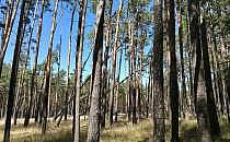 Wald (Archiv), über dts Nachrichtenagentur