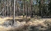 Wald (Archiv), über dts Nachrichtenagentur