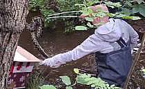 Anakonda im Bachlauf (Archiv), Polizeidirektion Bad Segeberg,  Text: &uuml;ber dts Nachrichtenagentur