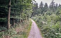 Waldweg (Archiv), &uuml;ber dts Nachrichtenagentur