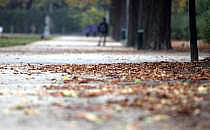 Herbstblätter in einem Park (Archiv), über dts Nachrichtenagentur